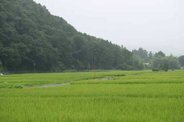 oyama