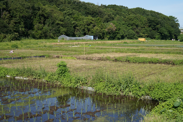 shiota